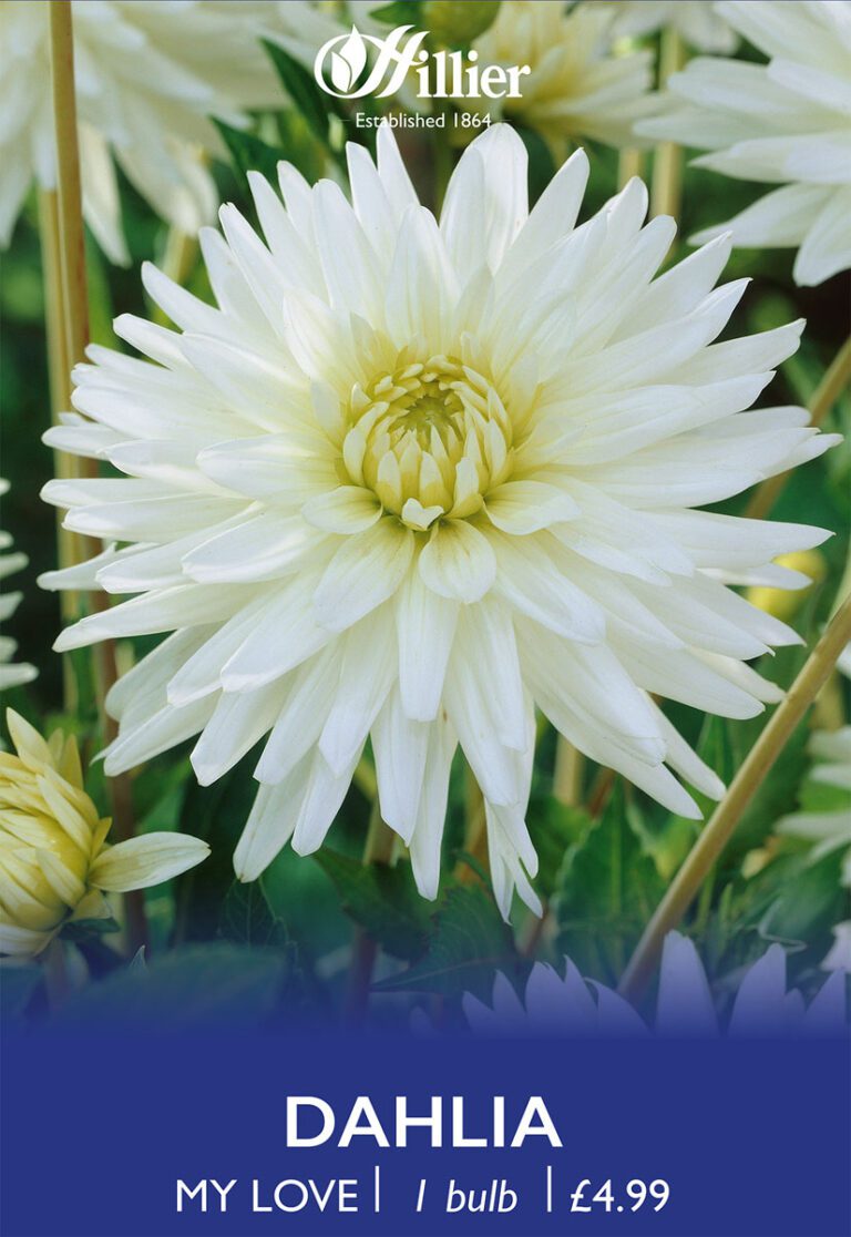 8718641996898 1 Dahlia My Love.jpg